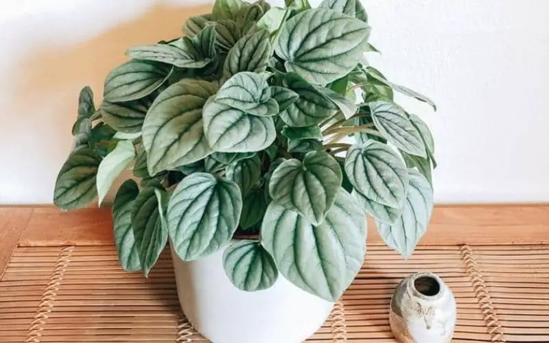 Is peperomia frost easy to care for?