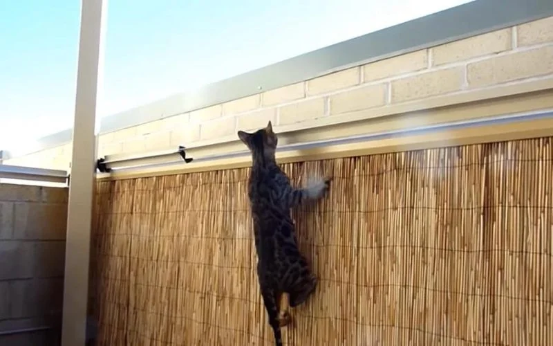 How To Keep Cats From Jumping Fence