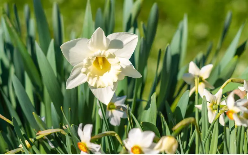 Daffodil (Narcissus spp.)