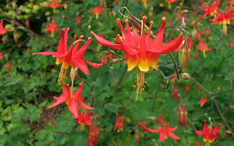 Columbine (Aquilegia spp.)