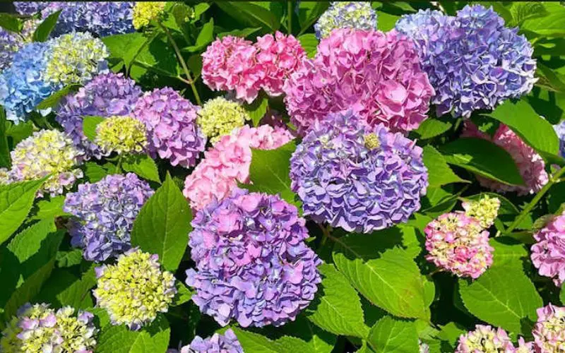 Hydrangea (Hydrangea spp.)