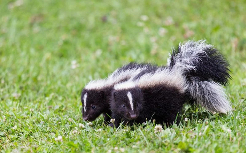 How To Tell If Skunks Have Been Bothering Your Chickens