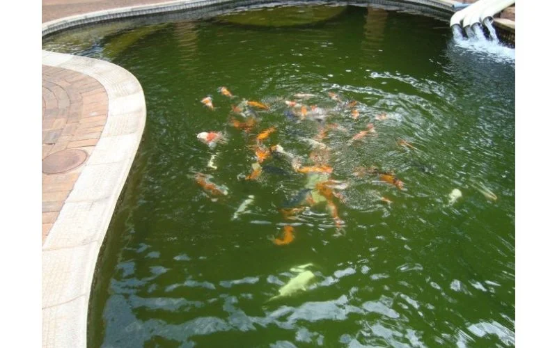 Swimming Pool Koi Pond