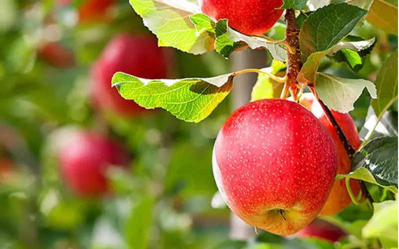 Red Delicious Apples