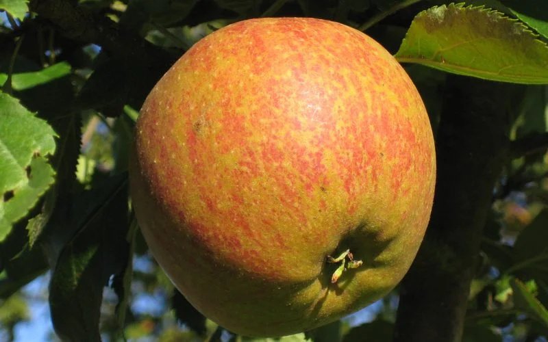 Cox Orange Apple