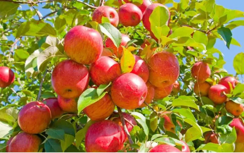 What Are The Best Apple Trees For High Altitude?