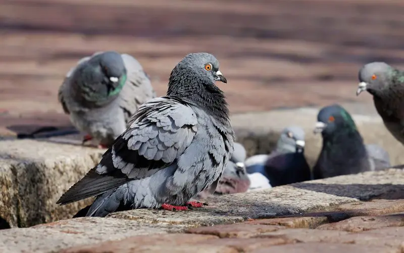 Interesting Facts About Pigeons