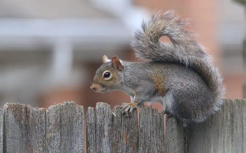 Are Squirrels That Dumb?