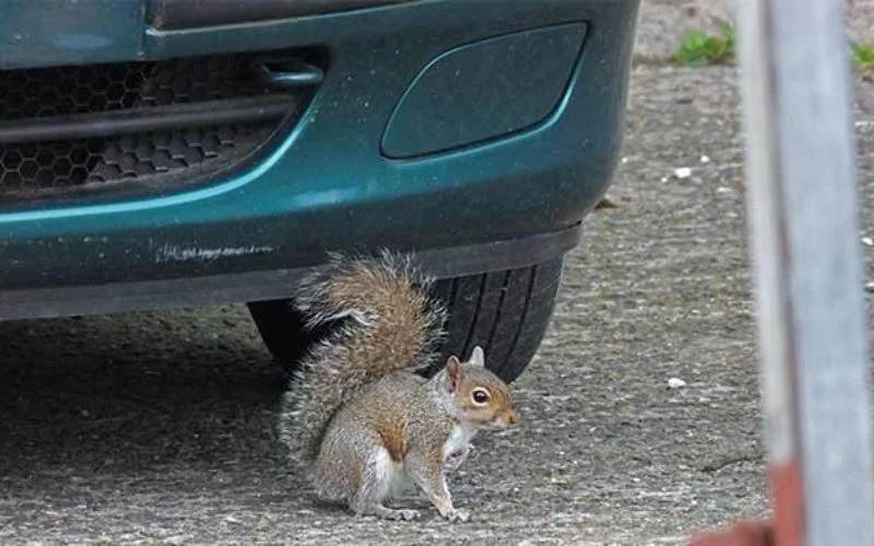 Why Do Squirrels Run In Front Of Cars