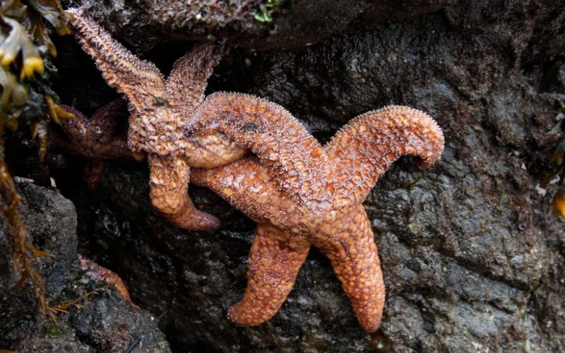 Some Fascinating Facts About Starfish