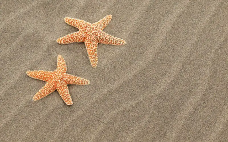 Here are Other Places Where Starfish live