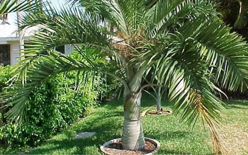 Buccaneer Palm Tree