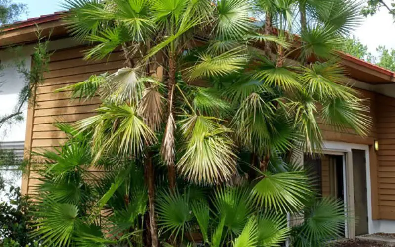 Paurotis Palm Tree