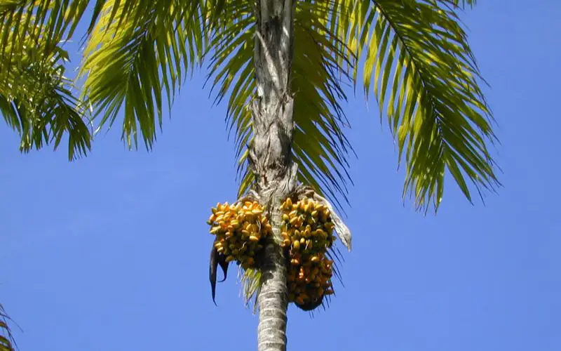 Peach palm