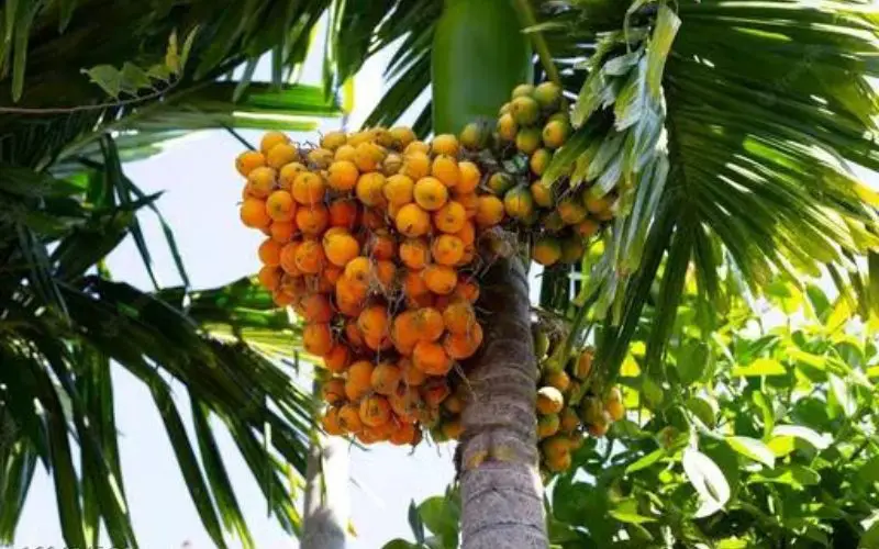 Betel Nut palm